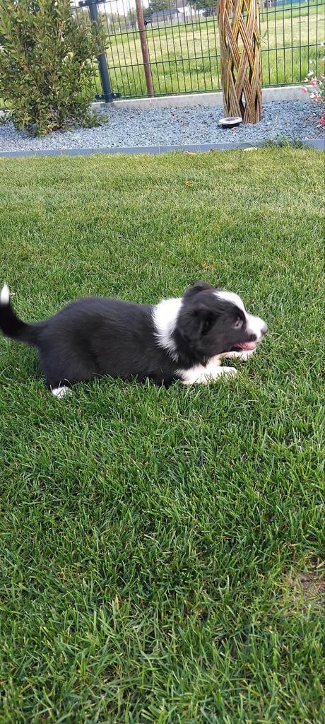Border collie pups., Dieren en Toebehoren, Honden | Herdershonden en Veedrijvers, Meerdere dieren, Collie, Fokker | Hobbymatig