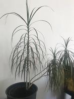 Kamerplanten (Dracaena), Huis en Inrichting, Kamerplanten, 100 tot 150 cm, Ophalen, Groene kamerplant