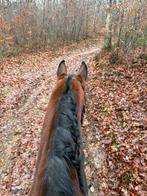 Hongre 4ans pp 1m60, Animaux & Accessoires, Chevaux, Hongre