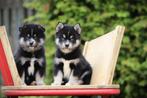Pomsky, mini Husky. Belgisch fokker, Dieren en Toebehoren, België, 8 tot 15 weken, Poolhond, CDV (hondenziekte)