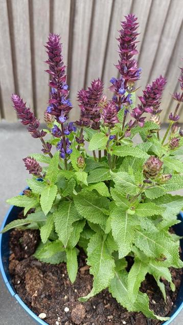 Grote potten Salvia Nemorosa  beschikbaar voor biedingen
