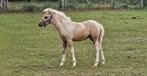 Palomino bont minipaard hengstje., Hengst, Gechipt, 0 tot 2 jaar