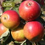 HOOGSTAMMEN o.a."COX", Maat 8/10, Speciale Actie ! 25€/stuk, Tuin en Terras, Planten | Tuinplanten, Ophalen, Lente, Vaste plant