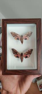 Smerinthus ocellata, Ophalen, Zo goed als nieuw