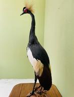 Zwarte kroon kraanvogel taxidermie, Collections, Collections Animaux, Enlèvement ou Envoi, Neuf