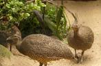 koppel kuiftinamoe, Dieren en Toebehoren, Vogels | Overige Vogels