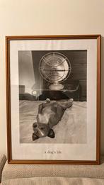 Iconische poster van fotograaf Jack Tinney: A dog’s life, Antiek en Kunst, Ophalen