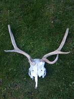 Edelhert gewei met schedel, Verzamelen, Dierenverzamelingen, Ophalen, Zo goed als nieuw, Schedel