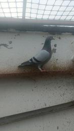 Postduif. Vrouwelijke, Animaux & Accessoires, Oiseaux | Pigeons