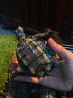 Zaagrugschildpad – ca. 17 cm – Gezond en sterk, Dieren en Toebehoren, Reptielen en Amfibieën, Schildpad, 3 tot 6 jaar