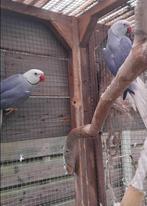 Mooi koppel halsbandparkiet violet witkop witstaart, Meerdere dieren, Parkiet, Geringd
