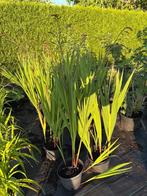 Crocosmia, Tuin en Terras, Planten | Tuinplanten, Ophalen