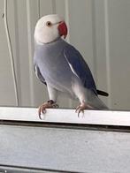 zeer mooie wkwst violet kans opaline 2022, Dieren en Toebehoren, Mannelijk, Parkiet, Geringd