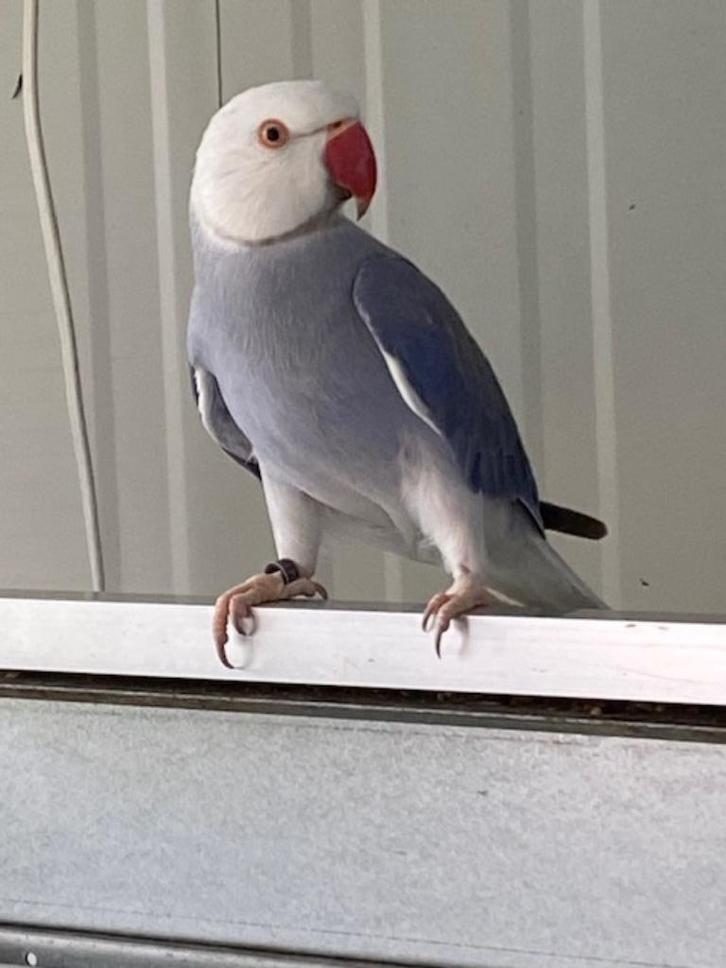 zeer mooie wkwst violet kans opaline 2022, Dieren en Toebehoren, Vogels | Parkieten en Papegaaien, Parkiet, Mannelijk, Geringd