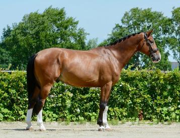 Stevig gebouwd groot springpaard 1.74m. v. Compire Z  beschikbaar voor biedingen
