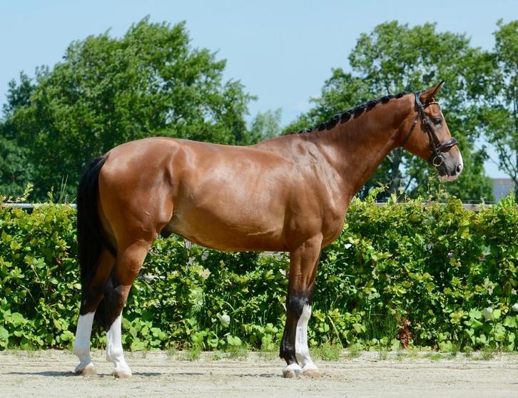 Stevig gebouwd groot springpaard 1.74m. v. Compire Z, Dieren en Toebehoren, Paarden, Ruin, B, 170 tot 175 cm, 3 tot 6 jaar, Springpaard