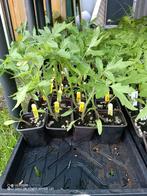 Plants de tomates « Potager de Vilvorde », Annuelle, Enlèvement, Plantes potagères, Mi-ombre