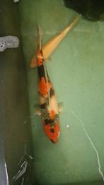 60cm showa japanse koi