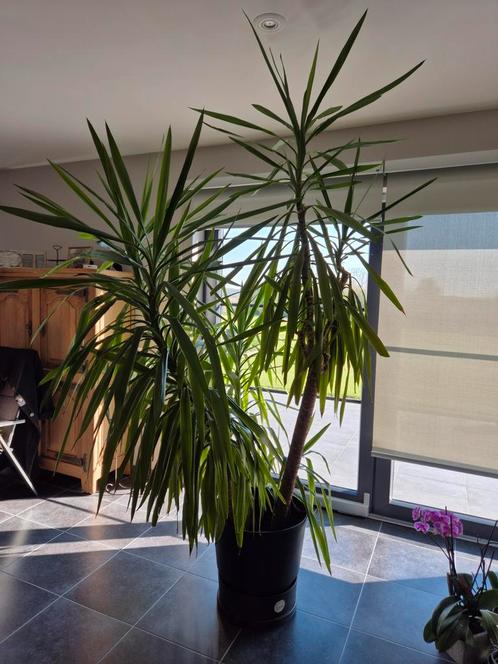 Geweldige Yucca, Huis en Inrichting, Kamerplanten, Yucca, Ophalen
