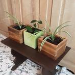 Kamerplanten 2€/st, 5€ alledrie, Ophalen of Verzenden, In pot