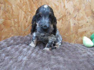 Engelse cocker puppy teefje 8 weken oud. beschikbaar voor biedingen