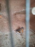 Kanaries te koop, Dieren en Toebehoren