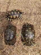 Klokschildpadden - Breedrandschildpadden, 11 jaar of ouder, Schildpad