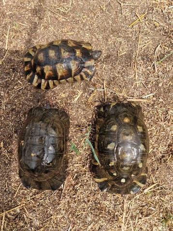 Klokschildpadden - Breedrandschildpadden 