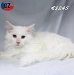 Majestueuze Maine Coon-kittens te koop, Meerdere dieren, Gechipt, 0 tot 2 jaar