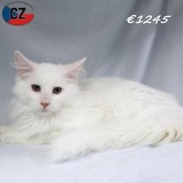 Majestueuze Maine Coon-kittens te koop beschikbaar voor biedingen