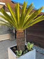 Cycas revoluta, Tuin en Terras, Planten | Tuinplanten, Ophalen