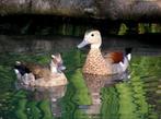 Siereenden: Roodschoudertalingen, Meerdere dieren, Eend