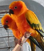 Laatste kans, Zonneparkiet Mannetje en Popje, Dieren en Toebehoren