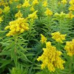 Guldenroede, Ophalen, Zomer, Vaste plant, Overige soorten