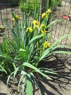 iris geel - blauw/paars en witte, Plein soleil, Printemps, Enlèvement, Plantes de bassin