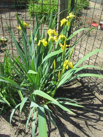 iris geel - blauw/paars en witte