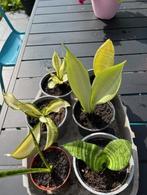 Sanseveria plantjes verschillende, Ophalen of Verzenden, Overige soorten, In pot, Minder dan 100 cm