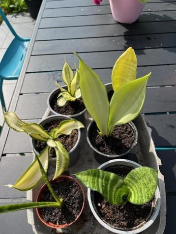 Sanseveria plantjes verschillende  beschikbaar voor biedingen