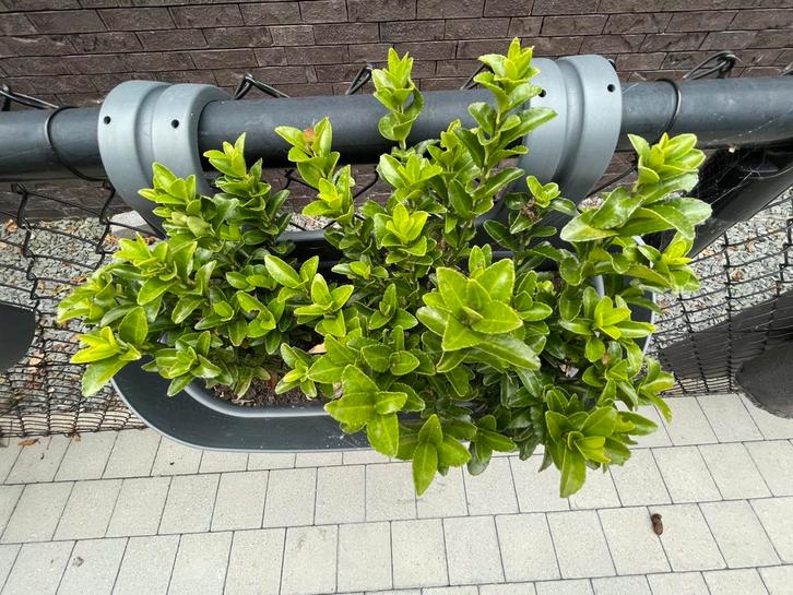 3 x 3 kardinaalmuts met hangpot, Tuin en Terras, Planten | Struiken en Hagen, Buxus, Ophalen