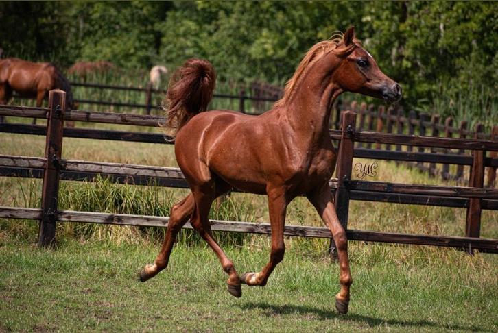Arabisch volbloed hengstje, Dieren en Toebehoren, Pony's, Hengst, Niet van toepassing, 0 tot 2 jaar, Met stamboom, Gechipt, Ontwormd