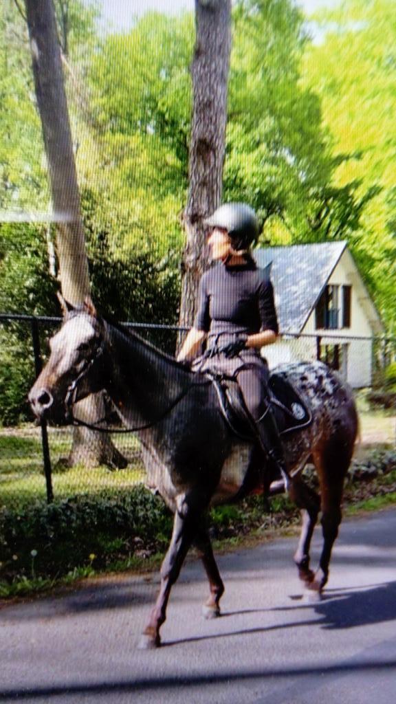 Goed rijzadel, Dieren en Toebehoren, Paarden en Pony's | Zadels, Gebruikt, Ophalen