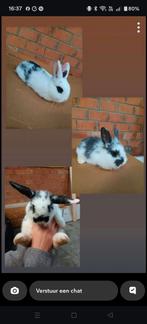 Dwerg konijntjes, Dieren en Toebehoren, Konijnen, Dwerg