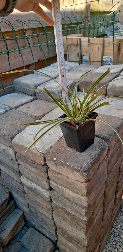 Carex Morrowii siergras, Tuin en Terras, Planten | Tuinplanten, Siergrassen, Ophalen