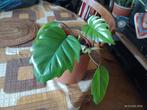 PHILODENDRON MAYOI groene kamerplant, Overige soorten, Minder dan 100 cm, Groene kamerplant, Halfschaduw