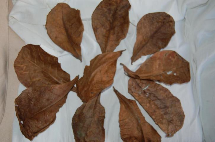 catapa catappa bladeren garnalen betta Lnummer 155stuks, Dieren en Toebehoren, Vissen | Aquariumvissen, Zoetwatervis, Overige typen