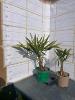Trachycarpus fortunei, Tuin en Terras, Planten | Bomen, Ophalen, Palmboom