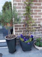 Rozemarijn plant, Tuin en Terras, Ophalen