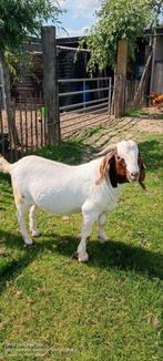 Koppel boergeiten met lammetjes, Dieren en Toebehoren, Schapen, Geiten en Varkens, Geit