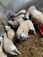Bokken, Dieren en Toebehoren, Schapen, Geiten en Varkens