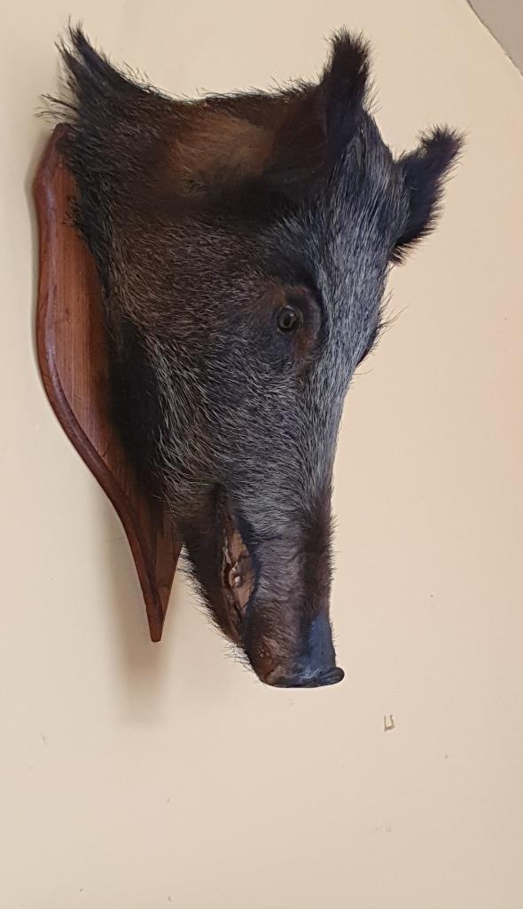 tête de  sanglier, Collections, Collections Animaux, Utilisé, Animal empaillé, Animal sauvage, Enlèvement